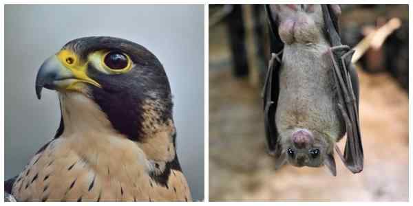 Aerotherrest dierenkenmerken en voorbeelden