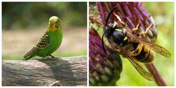 Características e exemplos dos animais aéreos