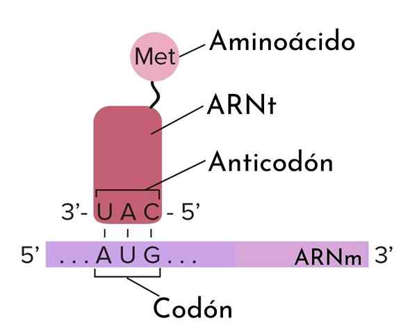 Anticódor