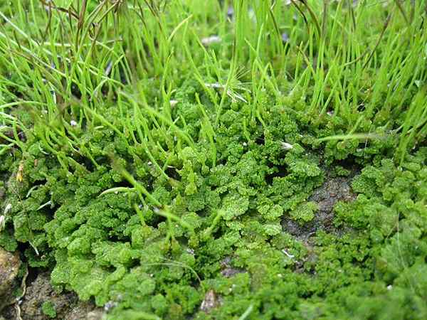 Kenmerken Antoceros, levenscyclus, reproductie en voorbeelden