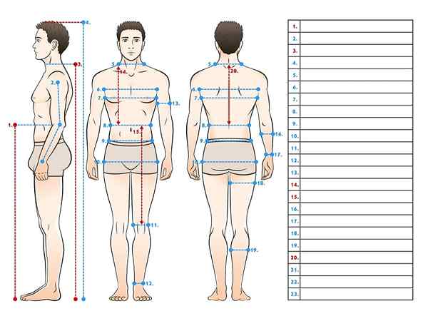 Antropometri statik