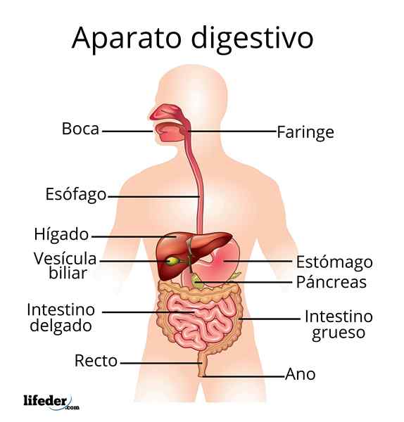 Aparelho digestivo