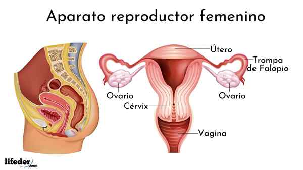 Aparelho reprodutor feminino