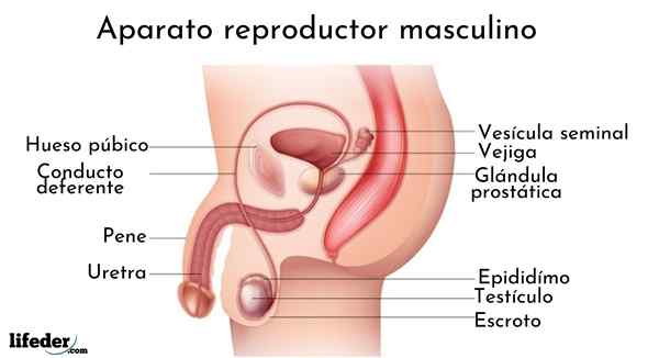 Moški reproduktivni sistem