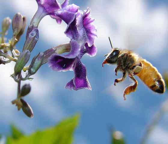 Apis mellifera -egenskaper, habitat, reproduksjon, mat