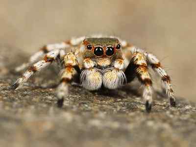 Araignées caractéristiques, habitat, reproduction et nourriture