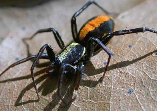 Características de aracnídeos, classificação, habitat, reprodução