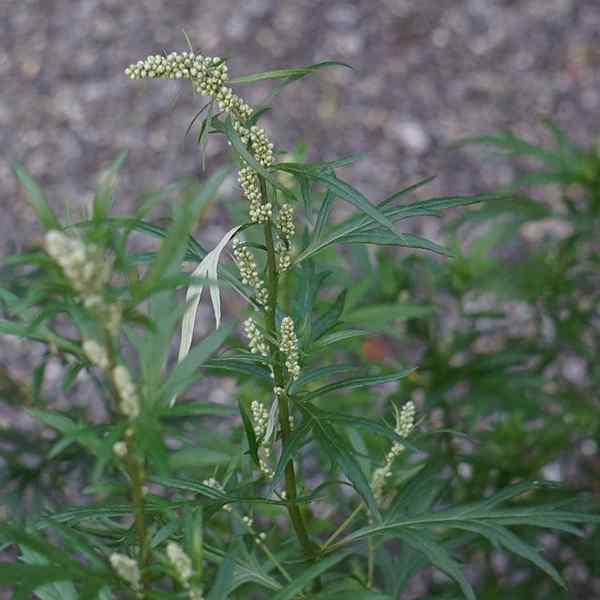 Karakteristik Artemisia, Habitat, Budidaya, Spesies