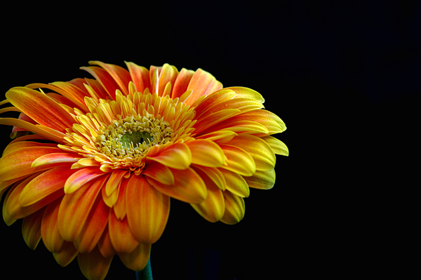 Asteraceae -Eigenschaften, Lebensraum, Arten und Verwendung