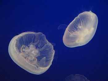 Aurelia aurita características, habitat, ciclo de vida