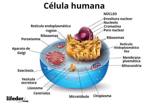 Avtopoeza