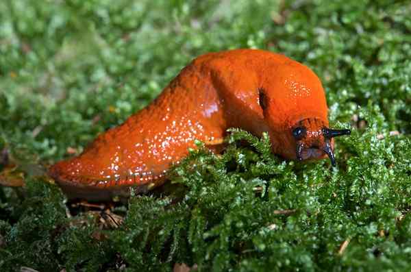 Ciri slug, habitat, pembiakan, makanan