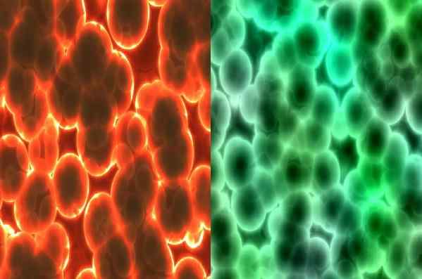 Autotrophs -egenskaper, forskjeller med heterotrofer og eksempel