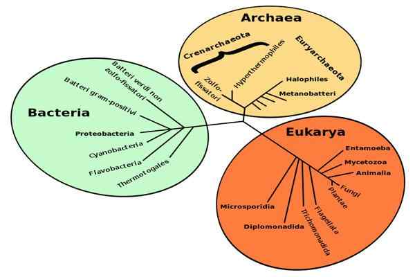 Charakterystyka bakterie, morfologia, typy, reprodukcja