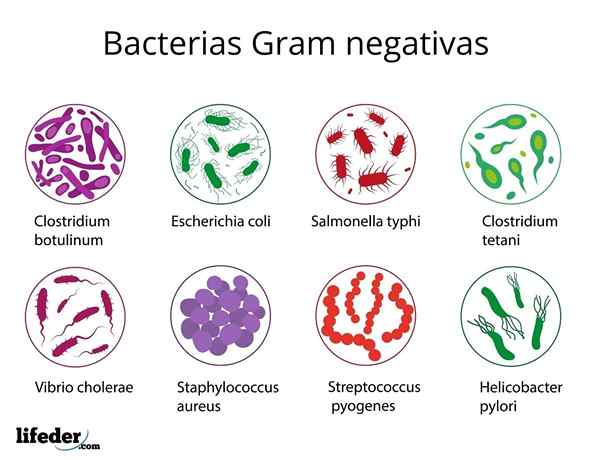 Gram negatieve bacteriën