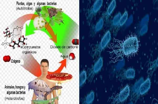 Heterotrofe bacterie -kenmerken en voorbeelden van soorten