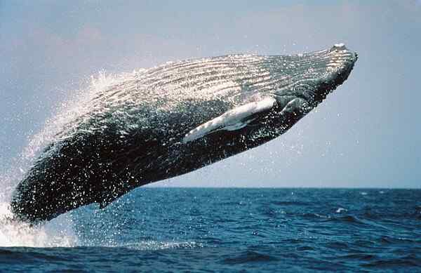 Caractéristiques des baleines à bosse, habitat, reproduction