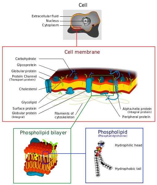 Biomembranen Struktur und Funktionen