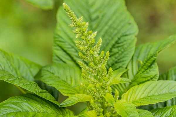 Bledo (Amaranthus retOflexus)