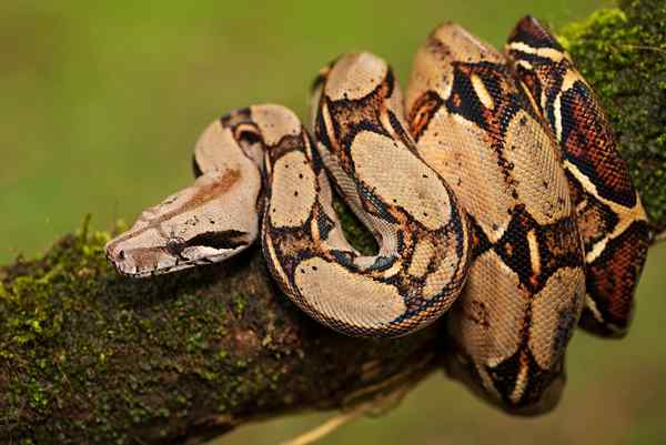 Ciri -ciri Constrictor Boa, Habitat, Pembiakan, Makanan