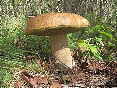 Karakteristik Boletus Edulis, Morfologi, Nutrisi