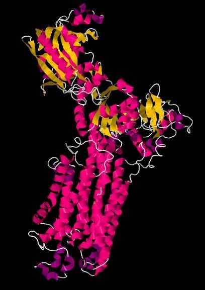 Calciumpompfuncties, typen, structuur en werking