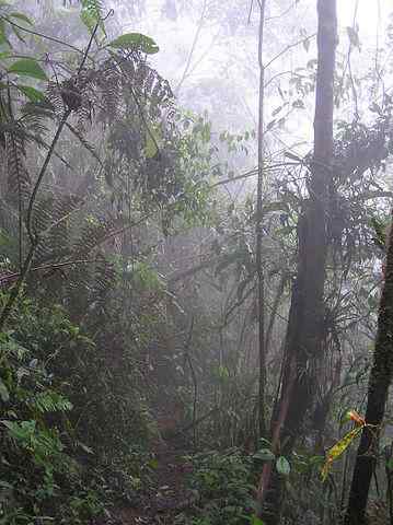 Floresta úmida tropical