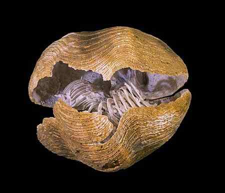 Ciri -ciri Brachiopod, Morfologi, Klasifikasi