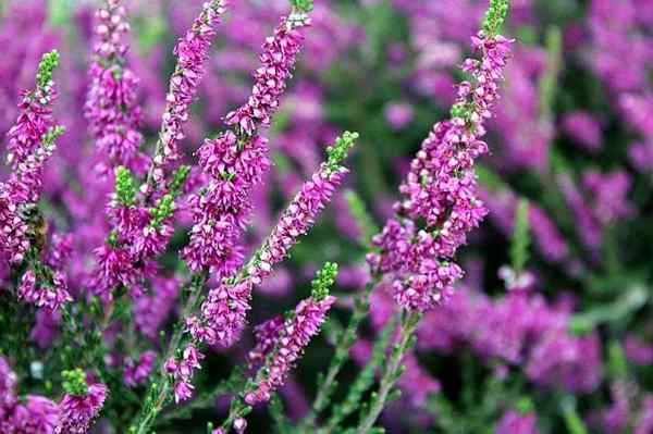 Heather -egenskaper, livsmiljöer, egenskaper, vård, skadedjur