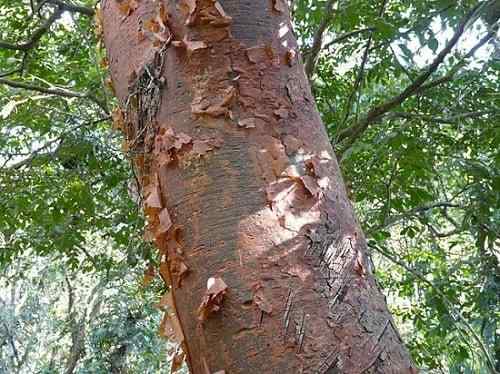 Simarub Bursera -kenmerken, habitat, zorg en gebruik