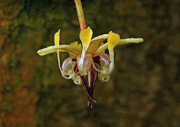 Cacao -kenmerken, habitat, variëteiten, eigenschappen