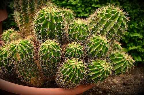 Kenmerken Cacti, habitat, cultuur, gebruik