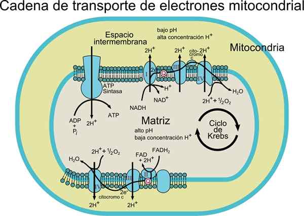 Elektronentransportketencomponent, sequentie, remmers