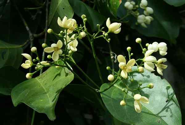 Características do câncer, habitat, usos e propriedades