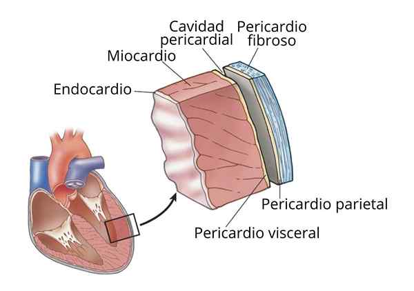 Strati di cuore umano