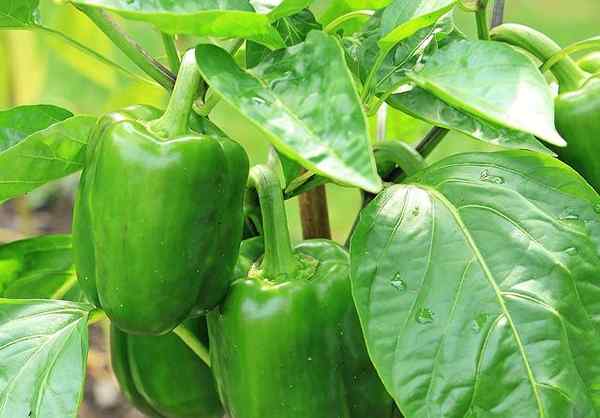 Capsicum Annuum -ominaisuudet, viljely, tuholaiset, ominaisuudet