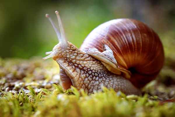 Escargots caractéristiques, habitat, reproduction, nourriture