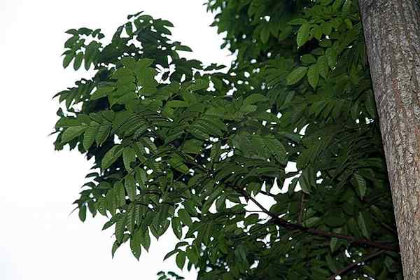 Amerikanske sedertreegenskaper, habitat, bruksområder og egenskaper