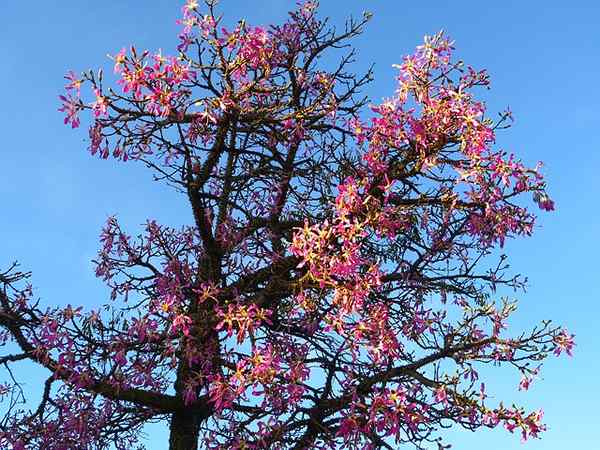 Karakteristik Ceiba Aesculifolia, Habitat, Penggunaan