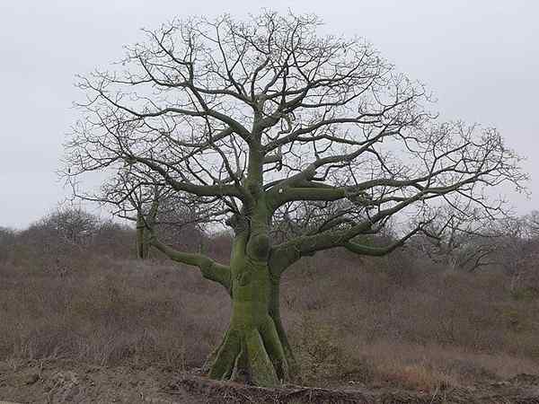 Características do CEIBA, habitat e distribuição, espécie