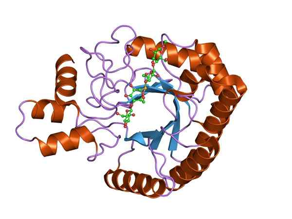 Caratteristiche, struttura, funzioni di cellulasa