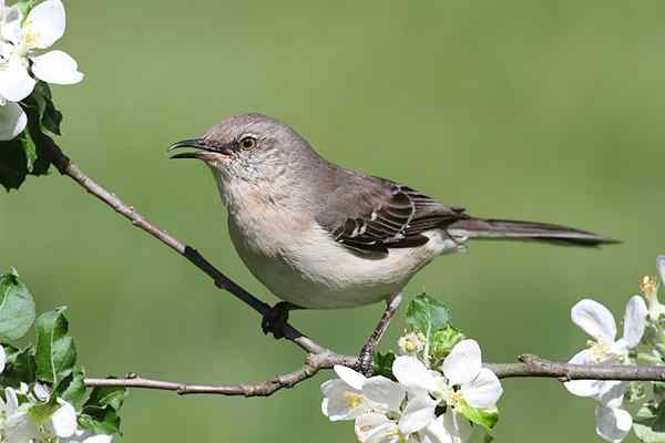 Cenzontle -functies, habitat, reproductie, voedsel