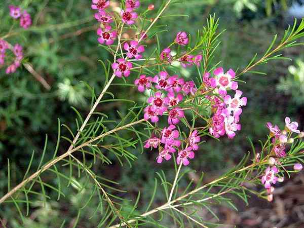 Značilnosti Chamelaucium uncinatum, habitat, nega