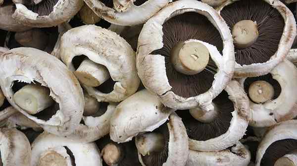 Caratteristiche comuni di funghi, proprietà, riproduzione