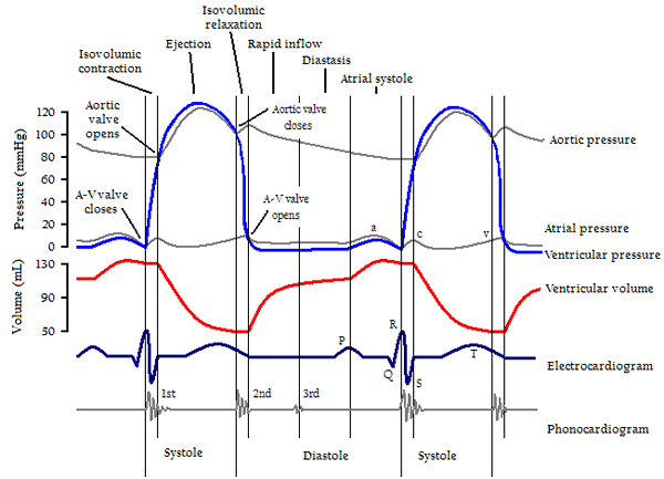 Fazni srčni cikel in njegove značilnosti