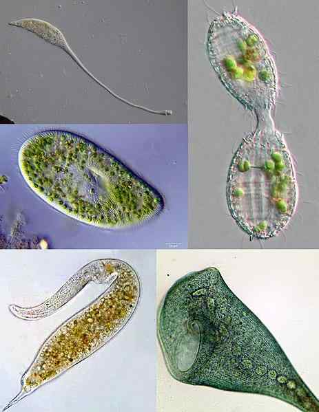 Cils caractéristiques, structure, fonctions et exemples