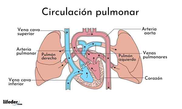 Lung- eller mindre cirkulation