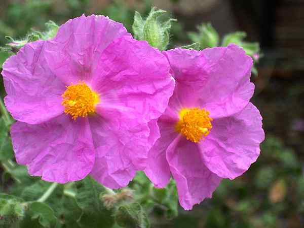 Habitat, sifat, perawatan, penyakit Cistus albidus