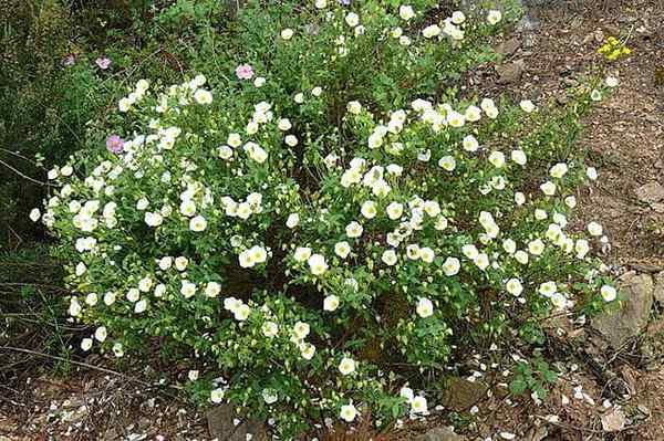 Cisto salviifolius habitat, proprietà, cura, malattia