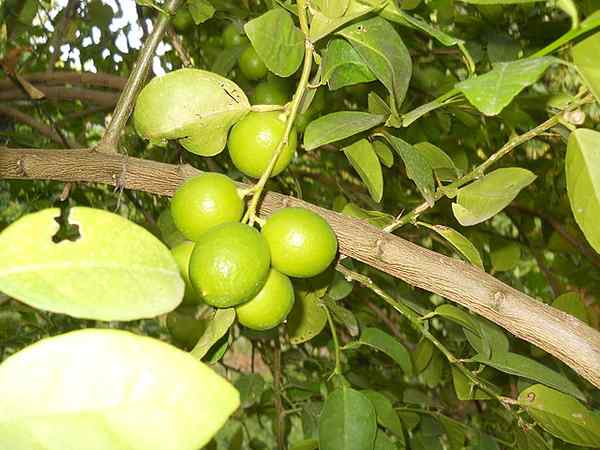 Merkmale der Zitrusfrüchte × Aurantifolia, Lebensraum, Eigenschaften, Pflege